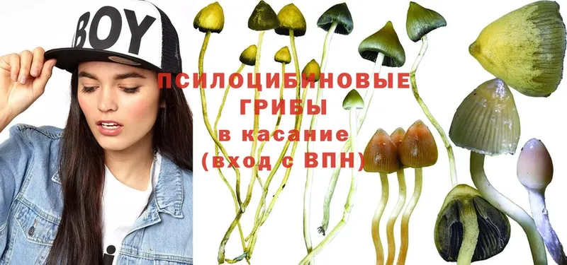 Галлюциногенные грибы Psilocybine cubensis Астрахань